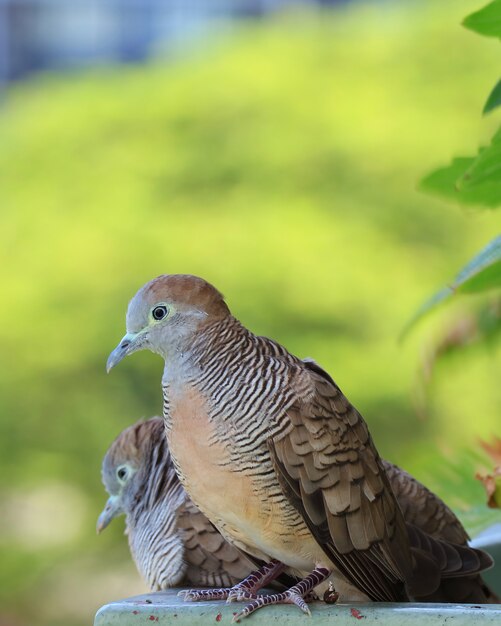 ワイルドシマウマ鳩カップルが並んで喜んでリラックス