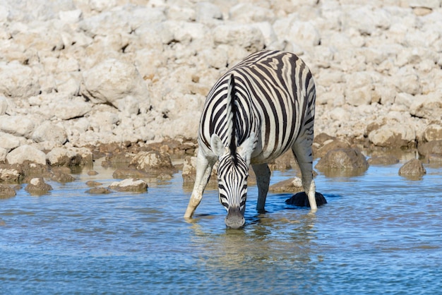 Wild zebra's drinkwater in waterhole in de Afrikaanse savanne