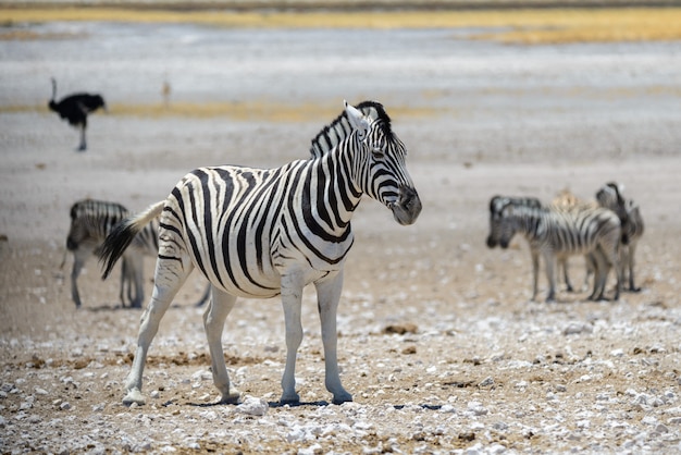 Wild zebra walking in the African savanna close up