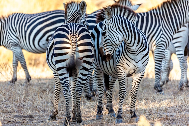 Wild zebras in africa