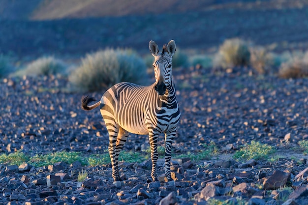 Wild zebras in in African national park Golden hour Sunset