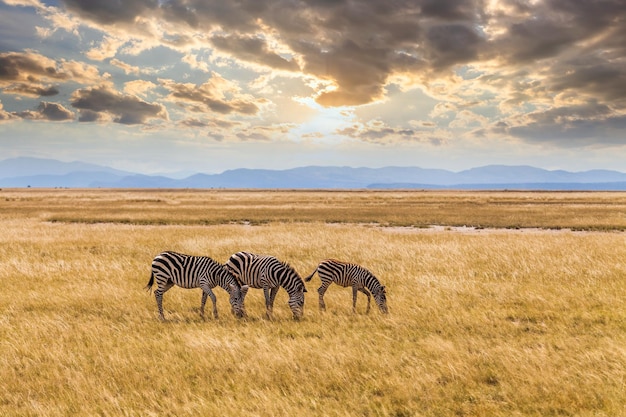 Wild zebras on the African savannah at sunset Kenya