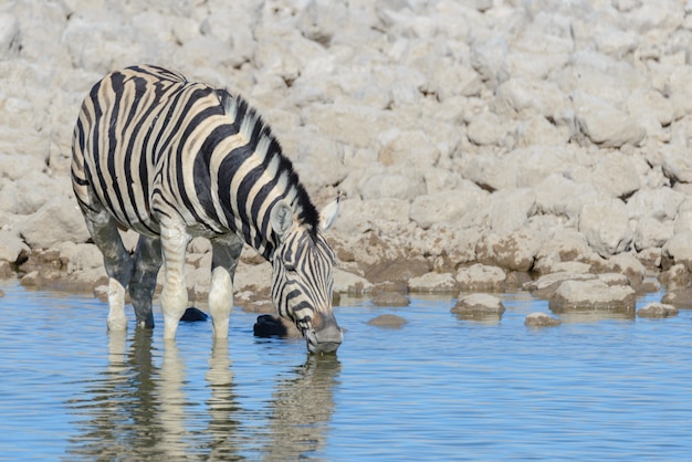 野生のシマウマは、アフリカのサバンナの滝drinkingで水を飲む