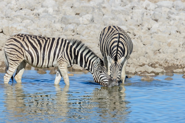 Wild zebras drinking water in waterhole in the African savanna