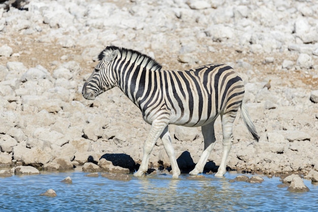 Wild zebras drinking water in waterhole in the African savanna