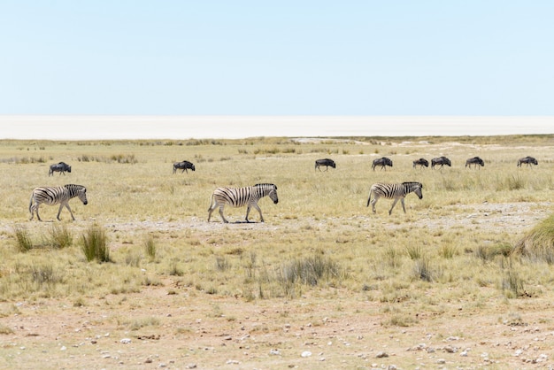 Wild zebras walking in the African savanna with gnu antelopes