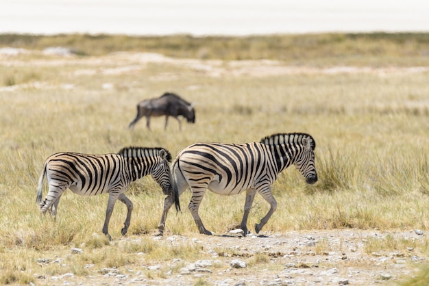 Wild zebras walking in the African savanna with gnu antelopes 