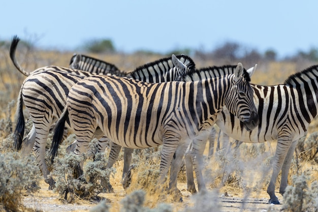 Wild zebras walking in the African savanna