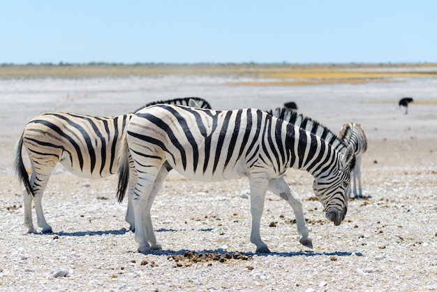 Wild zebras walking in the African savanna