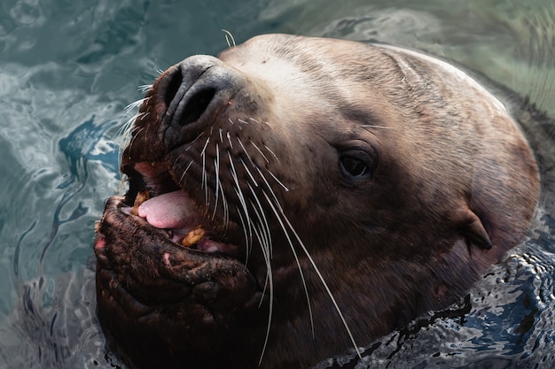 Wild zee dier steller zeeleeuw of noordelijke zeeleeuw eumetopias jubatus zwemt in koude golven oceaan