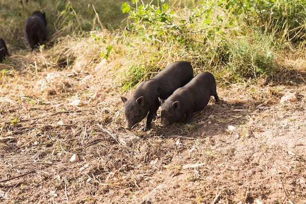 Wild zwart zwijn of varken dat op weide loopt. Wildlife in natuurlijke habitat