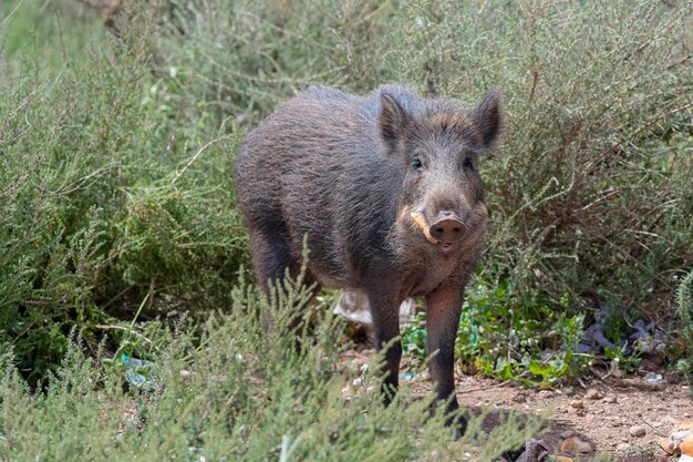 Wild zwijn, gewoon wild varken, Euraziatisch wild varken of wild varken (Sus scrofa) Almeria, Spanje