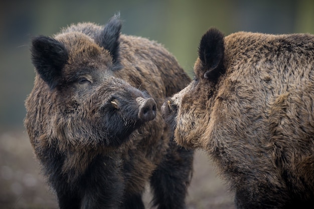 Wild zwijn in de natuur habitat gevaarlijk dier in het bos tsjechische republiek natuur sus scrofa