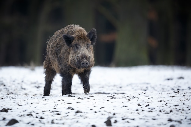 wild zwijn in de natuur habitat gevaarlijk dier in het bos tsjechische republiek natuur sus scrofa