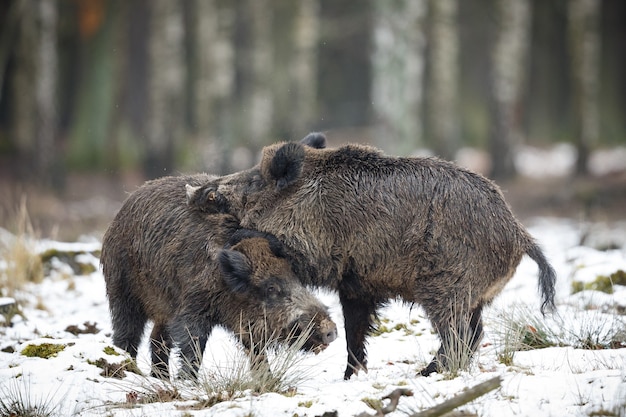 wild zwijn in de natuur habitat gevaarlijk dier in het bos tsjechische republiek natuur sus scrofa