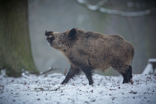 wild zwijn in de natuur habitat gevaarlijk dier in het bos tsjechische republiek natuur sus scrofa