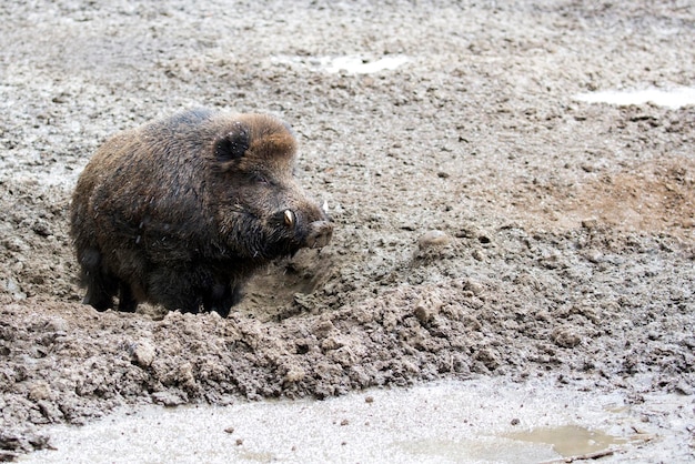 Wild zwijn op een open plek in het wild