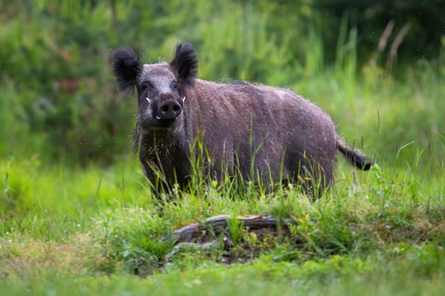 Wild zwijn op zoek naar de camera op gras in de zomer