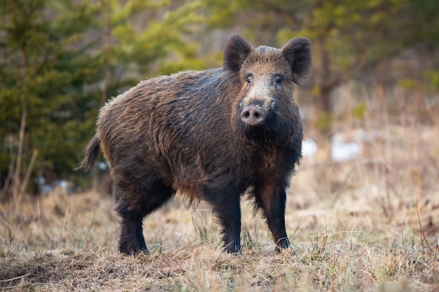 Wild zwijn staande op de weide in de winter