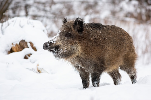 Wild zwijn staande op sneeuw in de natuur van de winter.