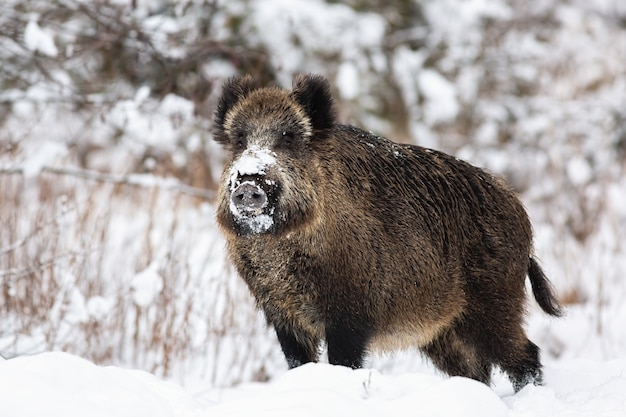 Wild zwijn, sus scrofa, staande op de weide in de natuur van de winter