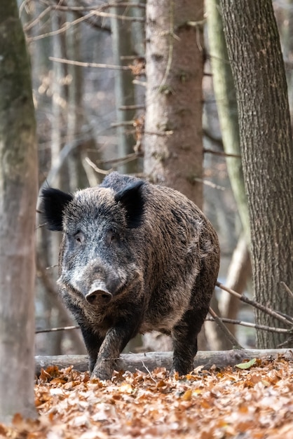 Wild zwijn van dichtbij in het herfstbos