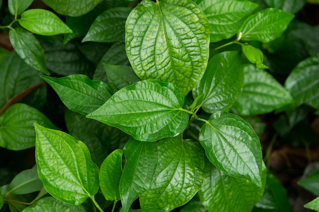 Wildbetal Leafbush (Piper sarmentosum Roxb) verlaat groene achtergrond