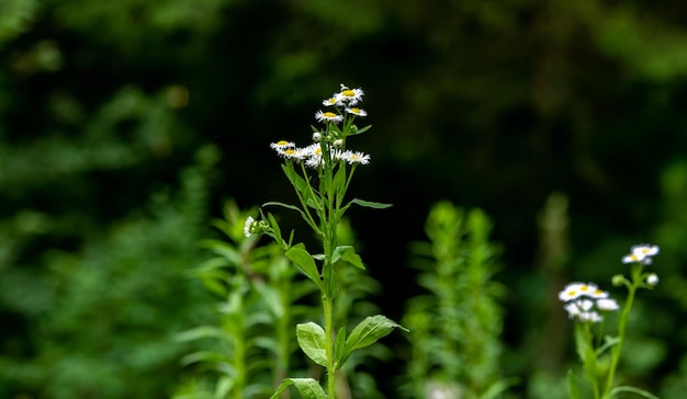 Wildbloem van de plant kamille tak stengel