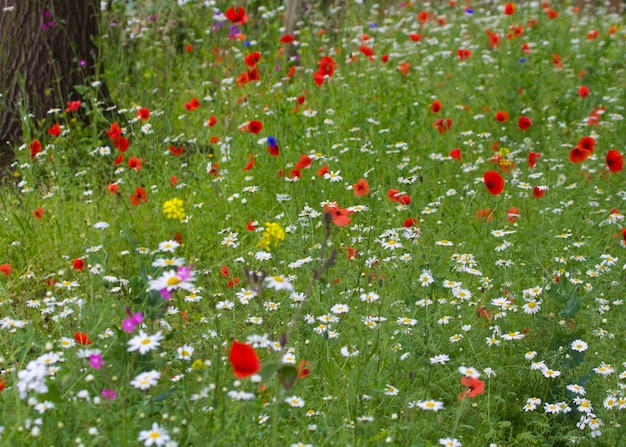 Wildbloemen