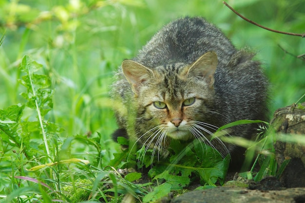 Wildcat Felis silvestris