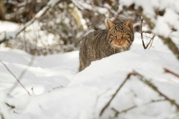 Wildcat male in the snow looking for food on a very cold January day snowing in an oak forest