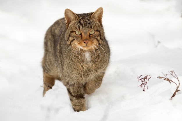 Wildcat male in the snow looking for food on a very cold January day snowing in an oak forest