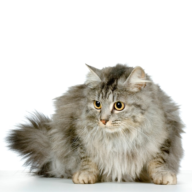 Photo wildcat portrait isolated