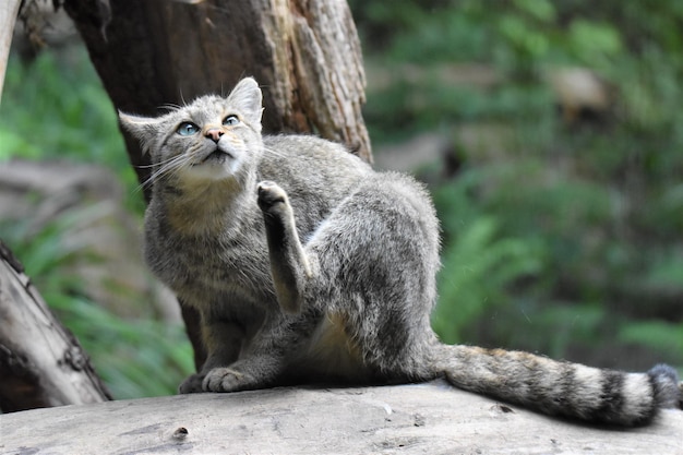 Photo wildcat sitting on a tree