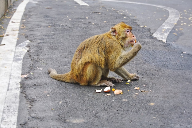 Wilde aap zittend op de weg eten van gekookte eieren