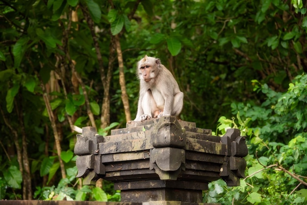 Wilde aap zittend op een hindoeïstische tempel in het regenwoud op Bali Indonesië