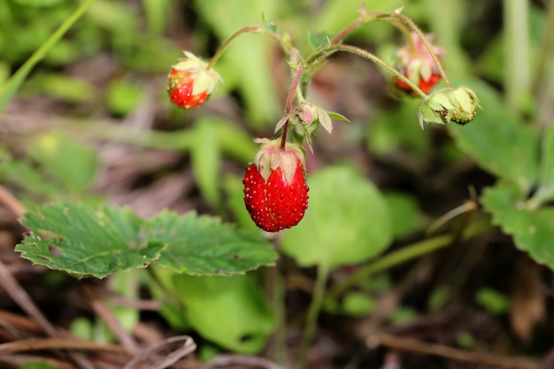 Wilde aardbei biologische selectieve soft focus