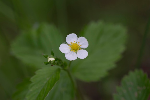 Wilde aardbeibloem met witte bloemblaadjes op een groene achtergrond