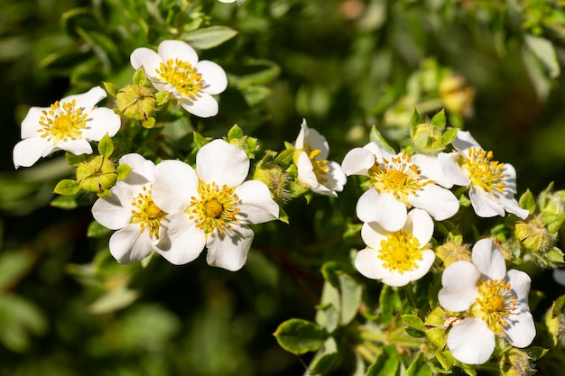 Wilde aardbeien bloemen close-up selectieve aandacht natuurlijke bloemen zomer achtergrond