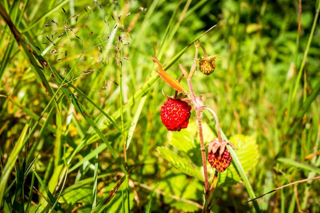 Wilde Aardbeien in een bos Close-up detail