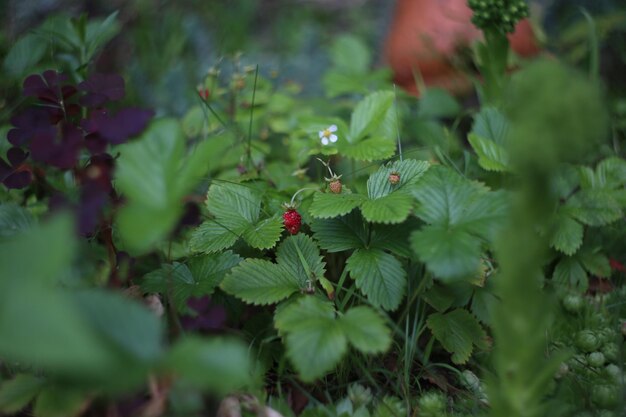 Foto wilde aardbeien in het zomerwoud