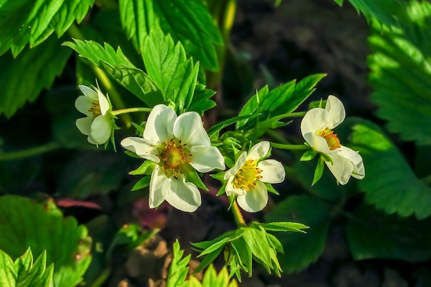 wilde aardbeienbloemen groeien in het bos. natuurlijke groene achtergrond