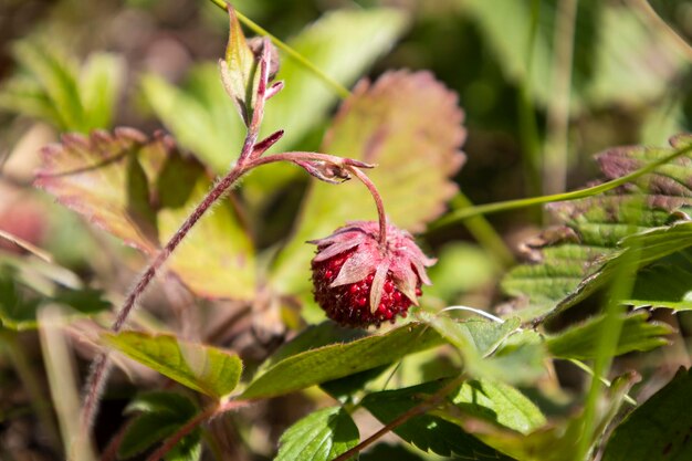 Wilde aardbeienplant met groene bladeren en rijpe rode vruchten Fragaria vesca