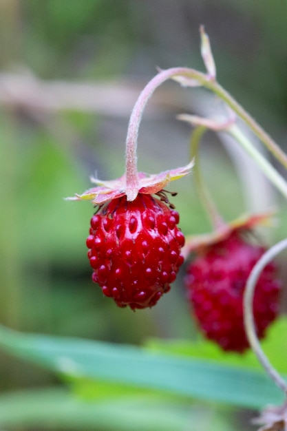 Wilde aardbeistruik in bos. rode aardbeien berry en witte bloemen in wilde weide, close-up