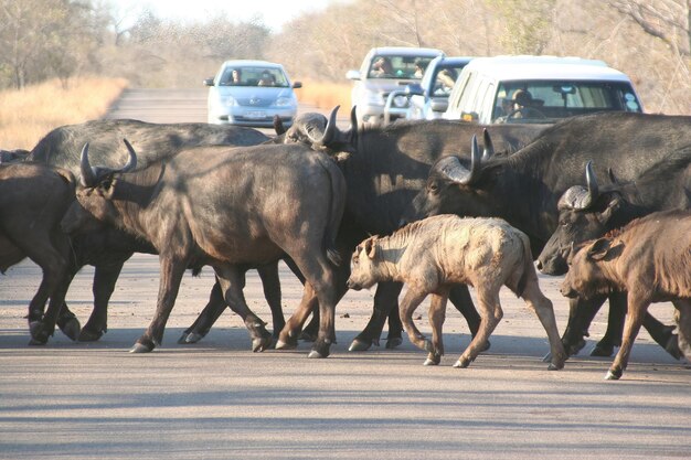 Foto wilde afrikaanse buffel steekt een straat over in het krugerpark, zuid-afrika