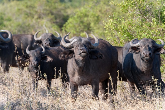 Wilde Afrikaanse buffelstier. Afrika, Kenia