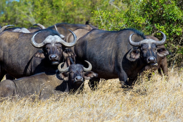 Wilde afrikaanse buffelstier. afrika, kenia