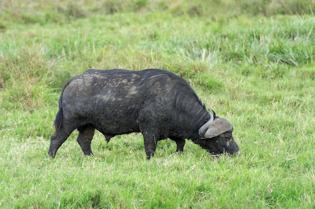 Wilde Afrikaanse buffelstier. Nationaal park van Afrika, Kenia