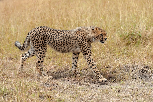 Wilde Afrikaanse cheetah, mooi zoogdierdier. Afrika, Kenia