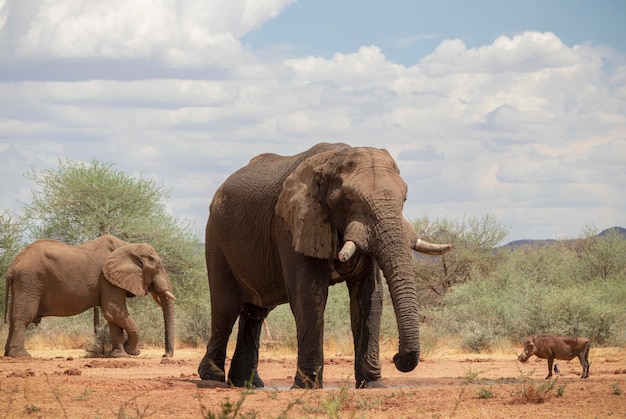 Foto wilde afrikaanse dieren afrikaanse bush-olifanten in het grasland op een zonnige dag